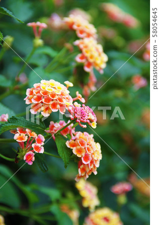 雨蘭塔納雨後 58054645