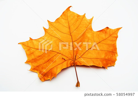 落葉的落葉松 落葉的落葉松 58054997