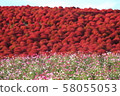 Kokia and Cosmos of the state-run Hitachihama Beach Park 58055053
