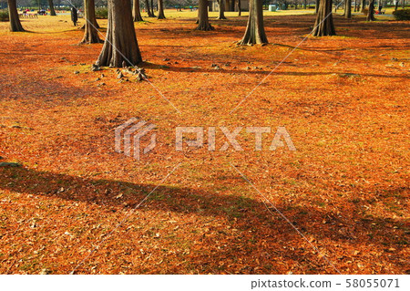 東京都足立區東京Toneri公園的樹木 東京都足立區東京Toneri公園的樹木 58055071