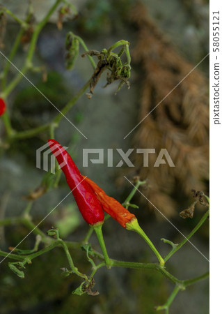 Xiaomi Ginseng, Xiaomi Ginseng, Ginseng, millet spicy, millet pepper, pepper, millet pepper, chili 58055121