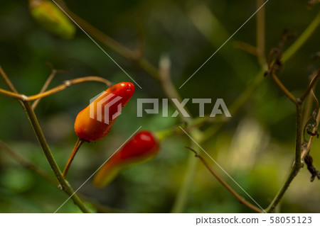 小米人參,小米人參,人參,小米辣,小米椒,胡椒粉,小米椒,辣椒 小米人參,小米人參,人參,小米辣,小米椒,胡椒粉,小米椒,辣椒 58055123