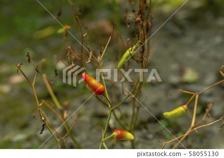 小米人參，小米人參，人參，小米辣，小米椒，胡椒粉，小米椒，辣椒 58055130