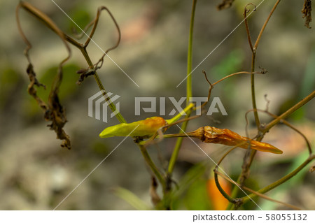 Xiaomi Ginseng, Xiaomi Ginseng, Ginseng, millet spicy, millet pepper, pepper, millet pepper, chili Xiaomi Ginseng, Xiaomi Ginseng, Ginseng, millet spicy, millet pepper, pepper, millet pepper, chili 58055132