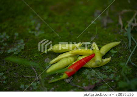 小米人參，小米人參，人參，小米辣，小米椒，胡椒粉，小米椒，辣椒 58055136