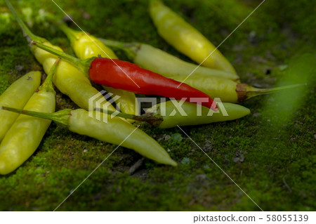 Xiaomi Ginseng, Xiaomi Ginseng, Ginseng, millet spicy, millet pepper, pepper, millet pepper, chili Xiaomi Ginseng, Xiaomi Ginseng, Ginseng, millet spicy, millet pepper, pepper, millet pepper, chili 58055139