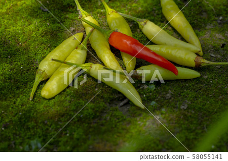 Xiaomi Ginseng, Xiaomi Ginseng, Ginseng, millet spicy, millet pepper, pepper, millet pepper, chili Xiaomi Ginseng, Xiaomi Ginseng, Ginseng, millet spicy, millet pepper, pepper, millet pepper, chili 58055141