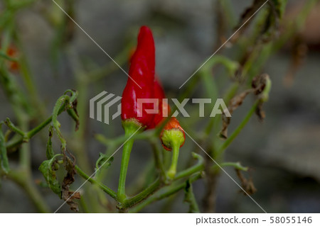 小米人參，小米人參，人參，小米辣，小米椒，胡椒粉，小米椒，辣椒 58055146