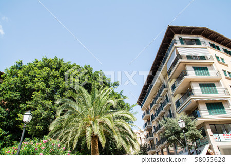 Majorca cityscape Creamy walls with stone walls with green shading doors, stone wall houses and palm trees 58055628
