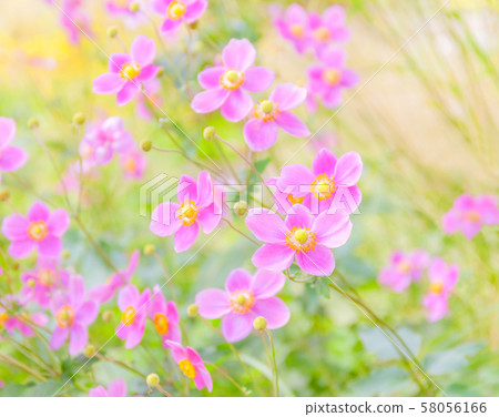 秋明菊花Shumeigi 58056166