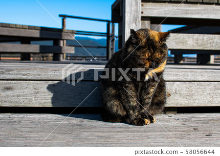 棕黑貓7 58056644