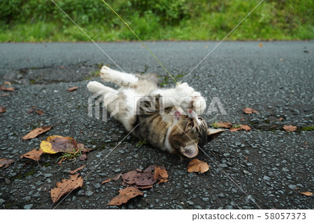 Cat, stray cat, mackerel white, kitten, Maki-chan, cat play, play, September Cat, stray cat, mackerel white, kitten, Maki-chan, cat play, play, September 58057373