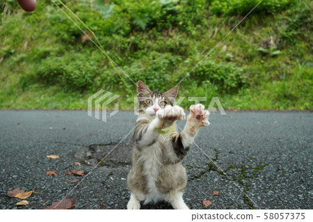 Cat, stray cat, mackerel white, kitten, Maki-chan, cat play, play, September Cat, stray cat, mackerel white, kitten, Maki-chan, cat play, play, September 58057375