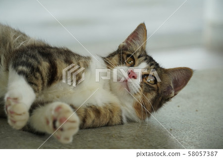 Cat, stray cat, mackerel white, kitten, Maki-chan, cat play, play, September Cat, stray cat, mackerel white, kitten, Maki-chan, cat play, play, September 58057387