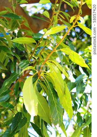 Shirakashi's leaves Shirakashi's leaves 58057420