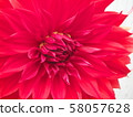 Dahlia 58057628