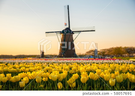 Windmills in full bloom tulip fields and sunsets (Sakura Furusato Plaza, Sakura City, Chiba Prefecture) April 2019 Windmills in full bloom tulip fields and sunsets (Sakura Furusato Plaza, Sakura City, Chiba Prefecture) April 2019 58057691