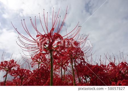 Cluster amaryllis and sky 2019 58057827