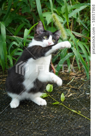 Cat, stray cat, rusted pattern, Sabi-chan, kitten, black and white, Momo-chan, cat play, play, September Cat, stray cat, rusted pattern, Sabi-chan, kitten, black and white, Momo-chan, cat play, play, September 58057868