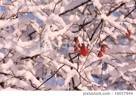 剩下的柿果和雪 剩下的柿果和雪 58057949