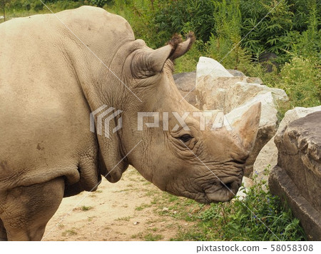 White rhino 58058308