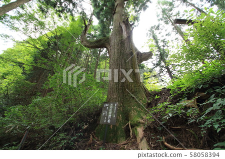 Ontakeyama Tengu's seat cedar 58058394