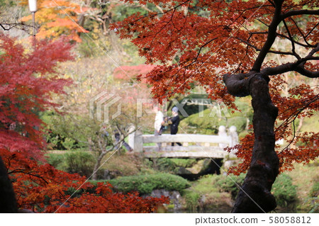 Autumn leaves Autumn leaves 58058812
