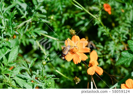 Cephonodes海拉斯 58059124