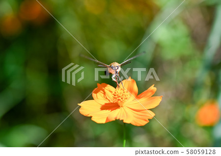 Cephonodes海拉斯 58059128