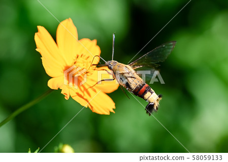 Cephonodes海拉斯 58059133