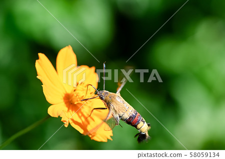 Cephonodes海拉斯 58059134