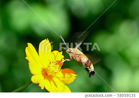 Ooskasiba Ooskasiba 58059135