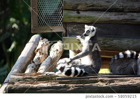 Wolverine lemur 58059215