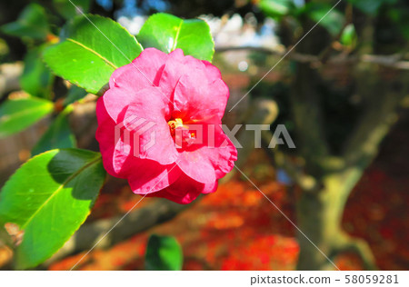 Sasanqua flowers Sasanqua flowers 58059281