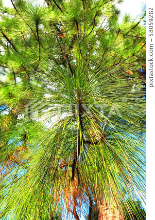 Landscape with pine leaves Landscape with pine leaves 58059282