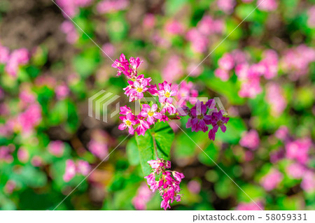 Red buckwheat flower [Nagano Prefecture] 58059331