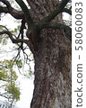 Taken from a big tree 58060083