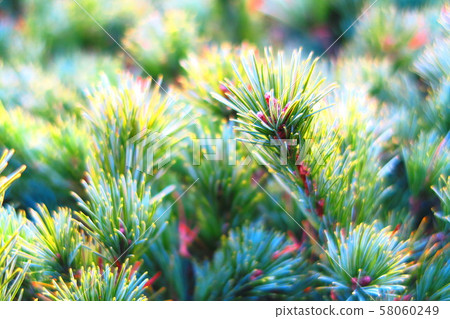 Goyodomatsu 58060249