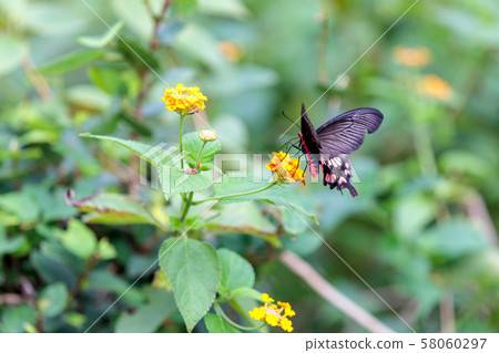 Benimon swallowtail Benimon swallowtail 58060297