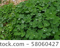 Trefoil clover and cocoon 58060427