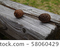 Two pine cones on a park bench 58060429