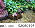 箱根池 58060496