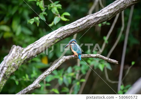 翠鳥 翠鳥 58060572