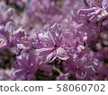 Azalea 58060702