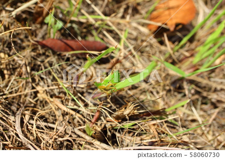  Koban Inago 58060730