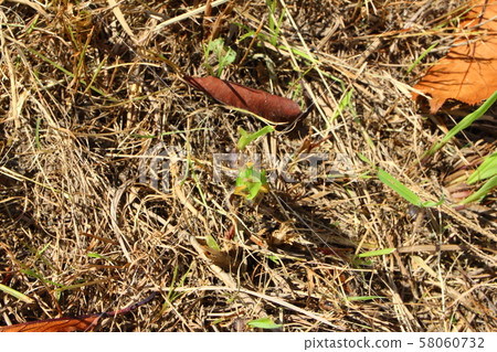  Koban Inago 58060732