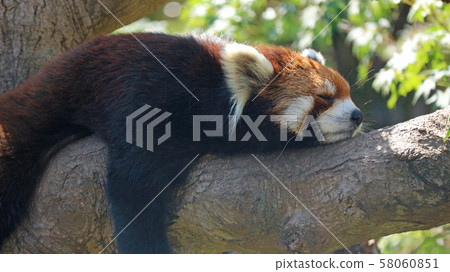 Sleepless Red Panda 58060851