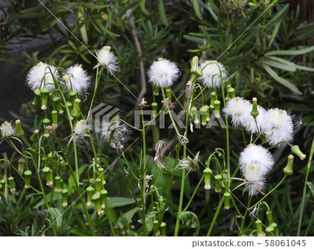 丹伯羅格絨毛 丹伯羅格絨毛 58061045