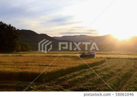 水稻收割水稻收割 水稻收割水稻收割 58061046