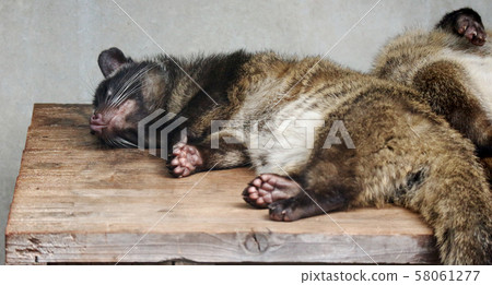 Hakubishin of sleep Hakubishin of sleep 58061277